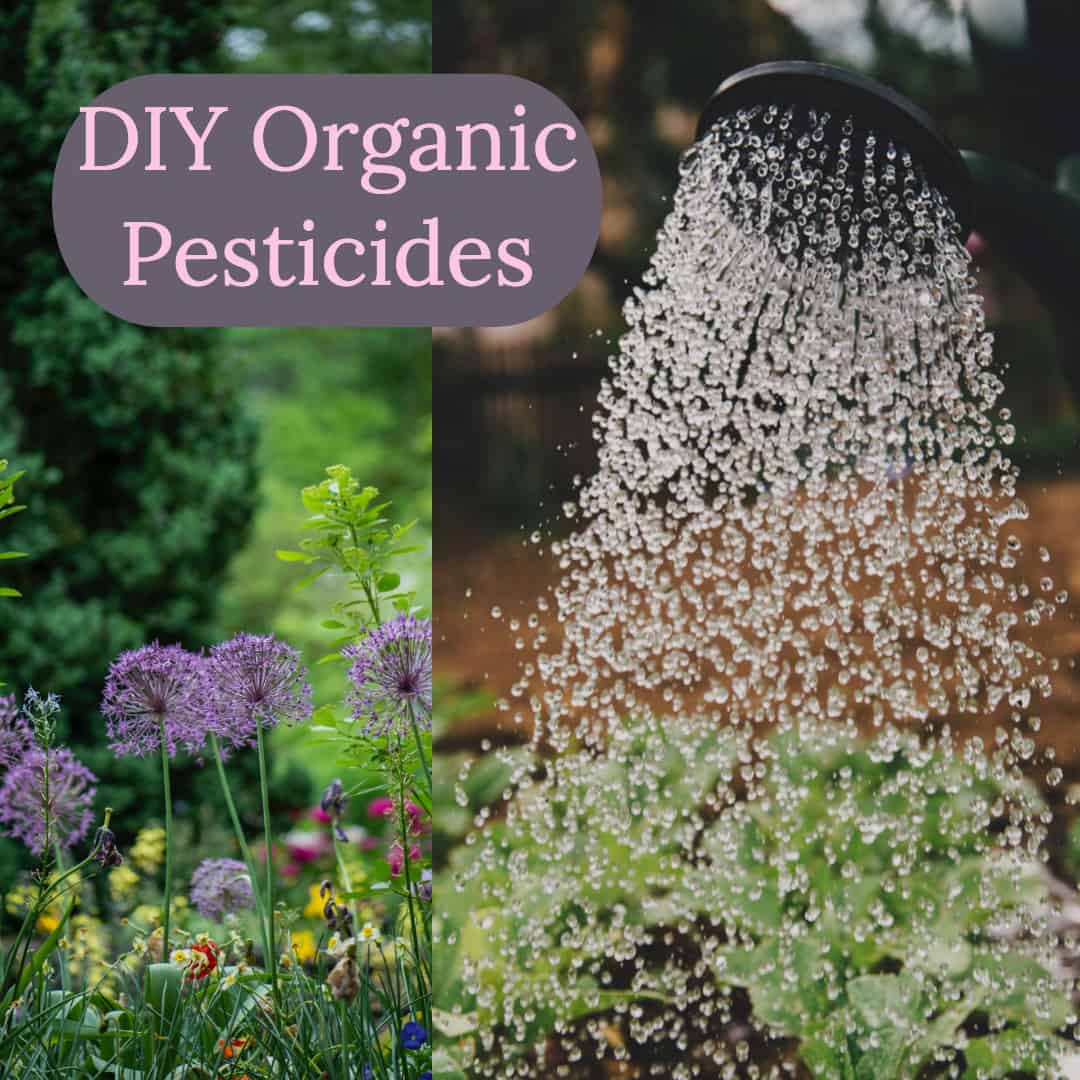 DIY Organic Pesticides Diy Thought   My Post 35 