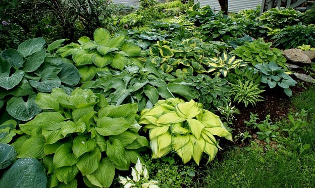 The Top 5 Garden Plants That Survive Cold Winters - diy Thought