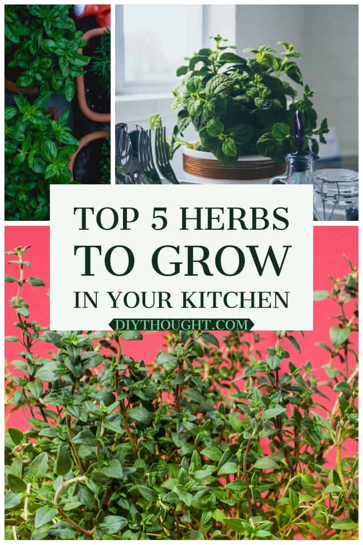 Top 5 Herbs To Grow In Your Kitchen - diy Thought